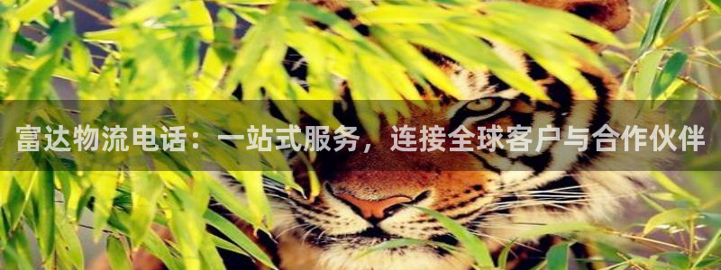 狗子28官网入口南宫：富达物流电话：