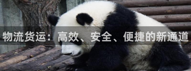 狗子28能不能退：物流货运：高效、安全、便捷的新通道